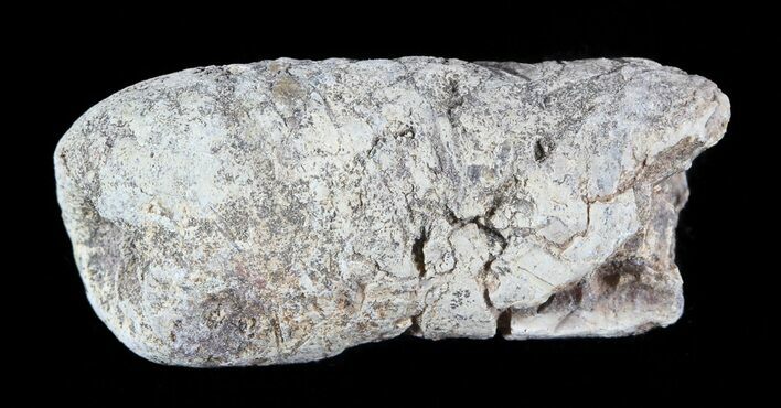 Cretaceous Fish Coprolite (Fossil Poop) - Kansas #49366